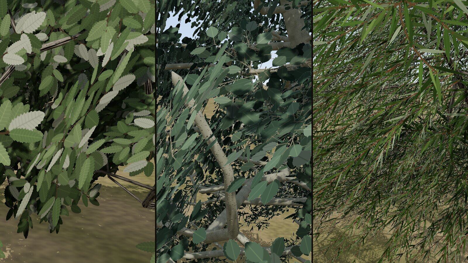 Three close views: toothed Brant's oak leaves; broad grey-green Euphrates poplar leaves; long, narrow willow leaves.