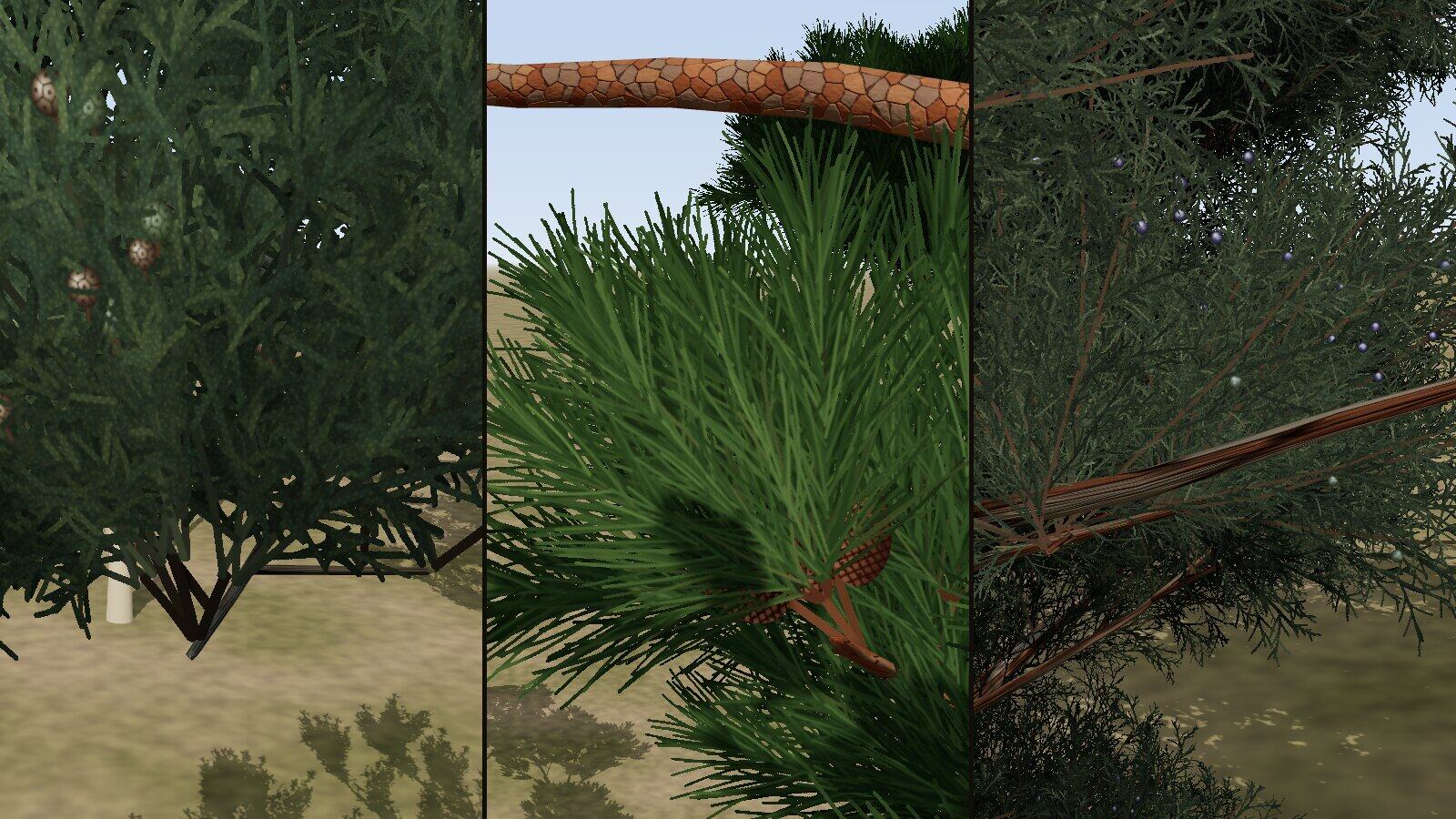 Three close views: cypress scale leaves with small round cones; a pine shoot with long paired needles and a red-brown cone; juniper scale leaves with dark berry-like cones.