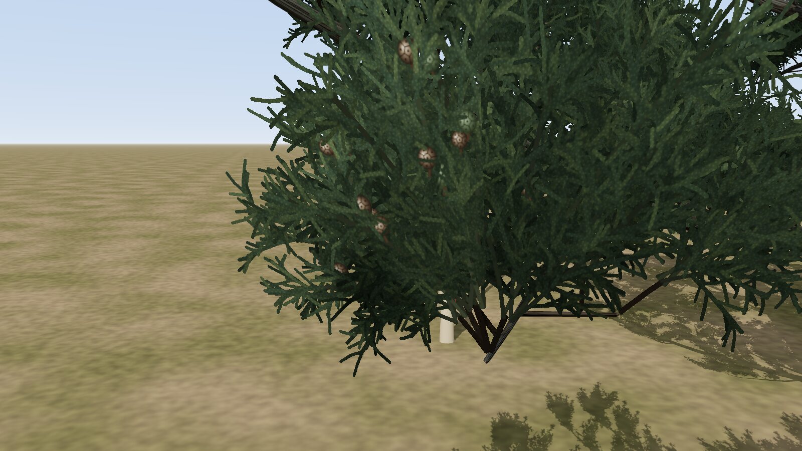 A close view of a cypress branch: dense dark-green sprays of tiny scale leaves, with several small round cones among them.