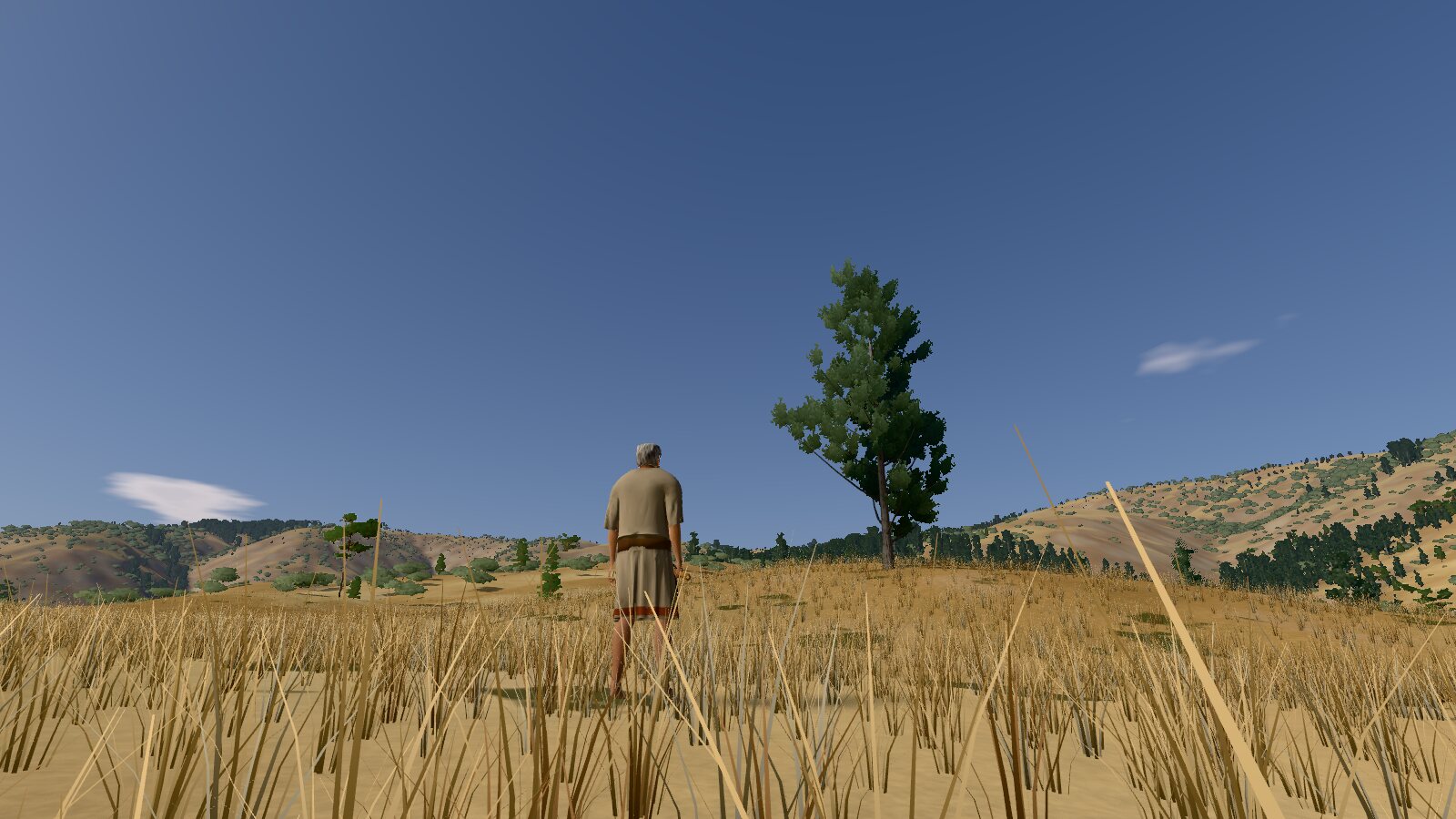 A broad, spreading cypress on a dry grassy hillside, with Noah small in the foreground and wooded hills behind.